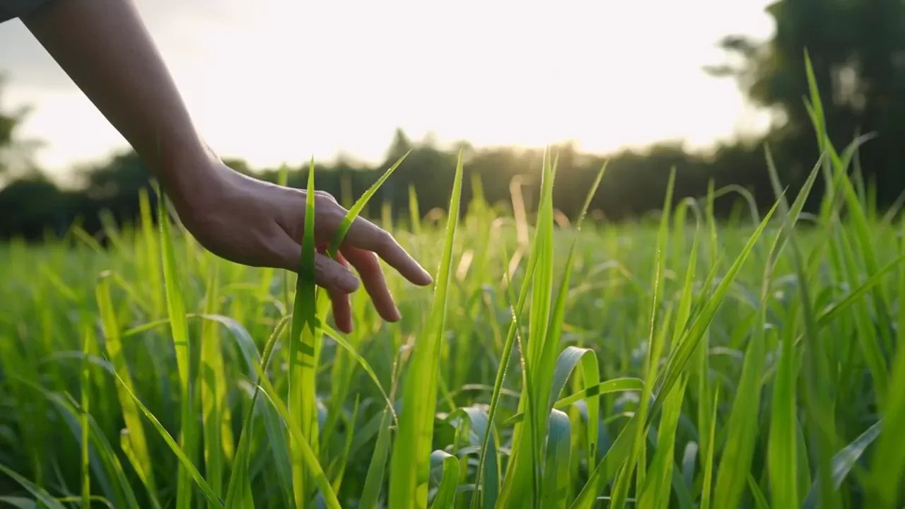 Hand beruehrt gras nachhaltigkeit