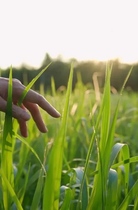 Hand beruehrt gras nachhaltigkeit